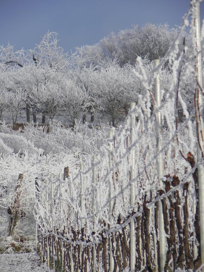 Nid De Cigognes Daire Rosheim Dış mekan fotoğraf