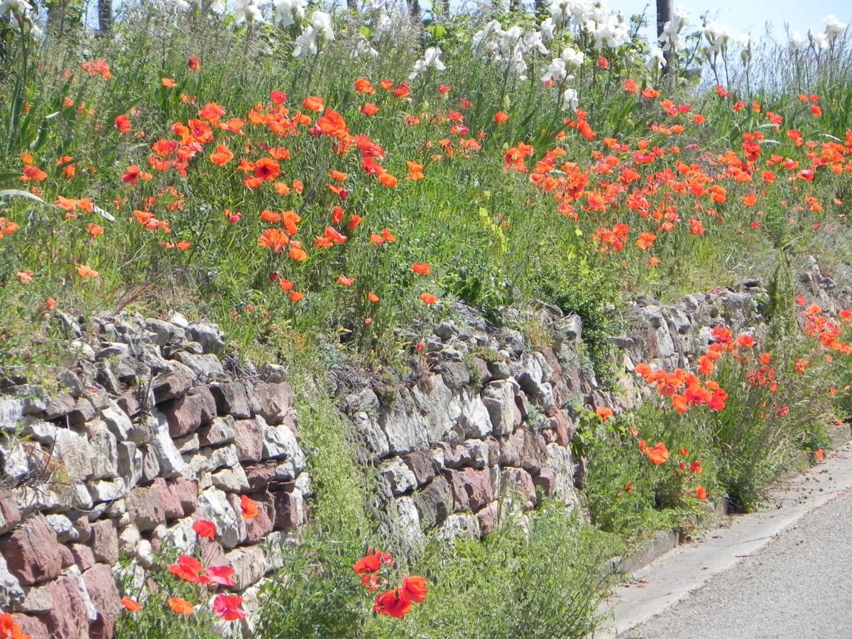 Nid De Cigognes Daire Rosheim Dış mekan fotoğraf