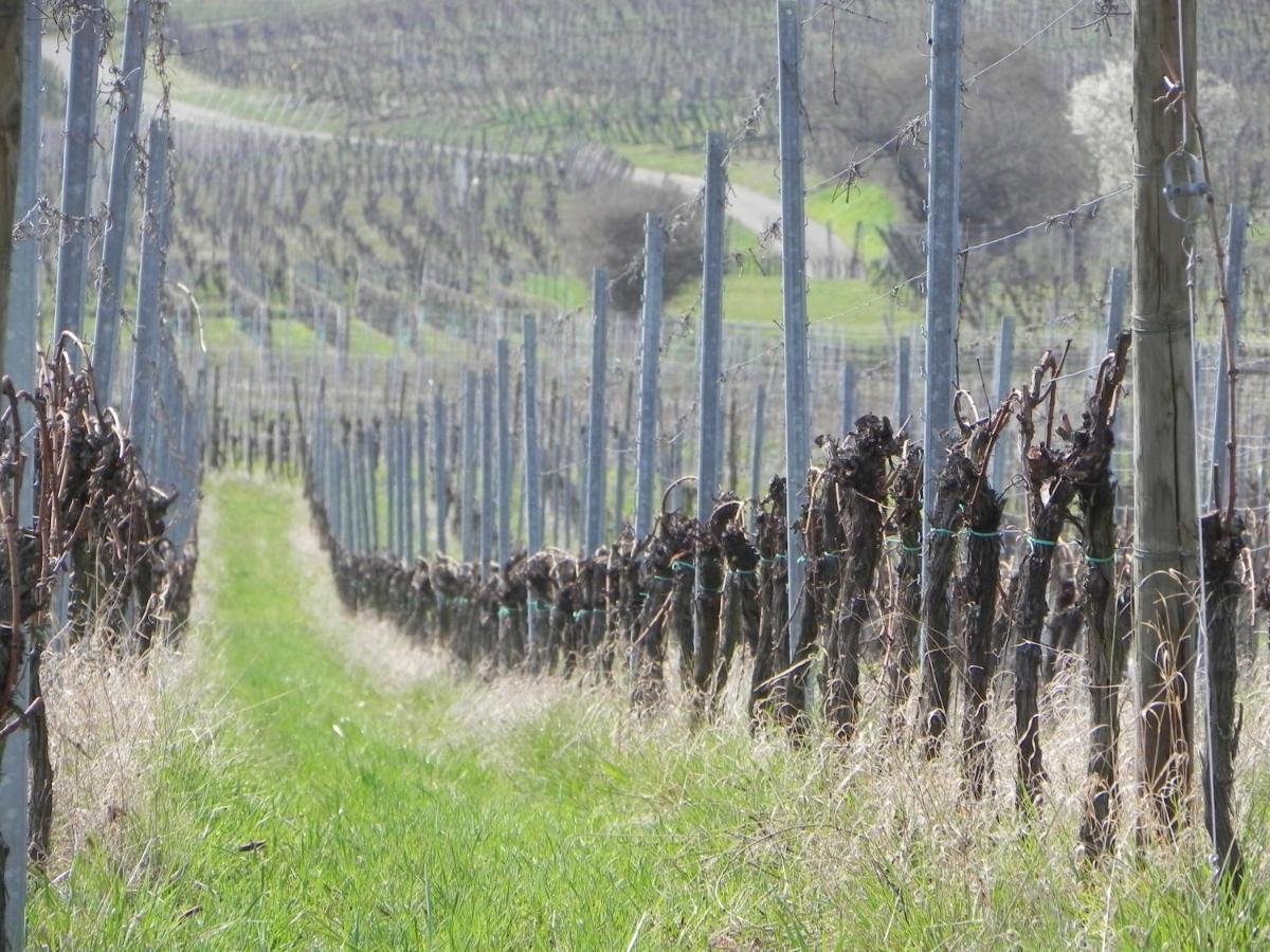 Nid De Cigognes Daire Rosheim Dış mekan fotoğraf