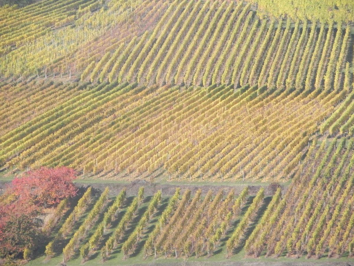 Nid De Cigognes Daire Rosheim Dış mekan fotoğraf